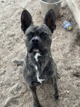Rescue Boston Terrier and Mixed Breed Dogs for Adoption in Moses Lake, Washington - Sprout | PetCurious