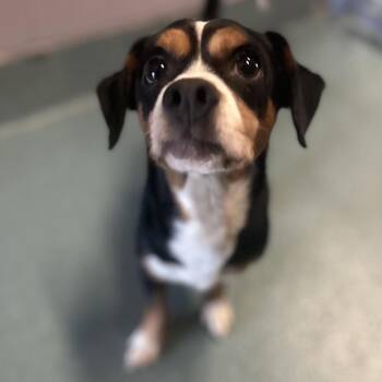 Smokey -  Beagle and Chihuahua Dog for Adoption in Austin, Texas - Smokey | PetCurious
