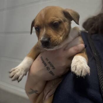 Australian Cattle Dog Blue Heeler and Mixed Breed Dogs Available for Adoption - JASMINE | PetCurious