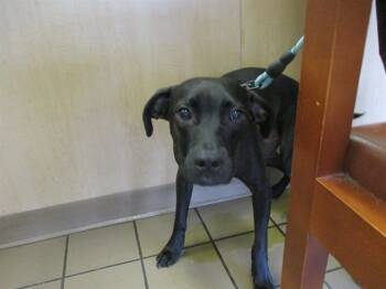 Rescue Labrador Retriever Dogs for Adoption in Ocala, Florida - JAX | PetCurious