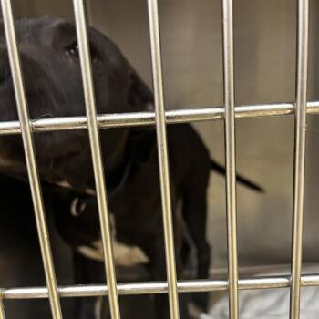 Sadie -  Mixed Breed Dog for Adoption in Winston-salem, North Carolina - Sadie | PetCurious