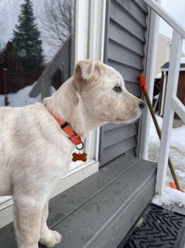 White German Shepherd and Australian Cattle Dog Blue Heeler Dogs Available for Adoption - Dora | PetCurious