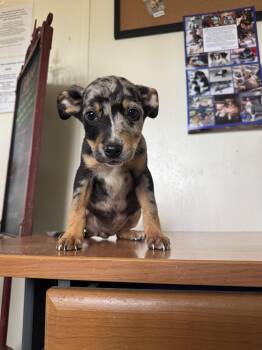 Rescue Rat Terrier and Catahoula Leopard Dog Dogs for Adoption in Shelby County, Texas - Loretta | PetCurious