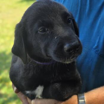 Elmo -  Golden Retriever and Labrador Retriever Dog for Adoption in Zaleski, Ohio - Elmo | PetCurious