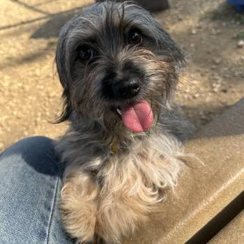 Diamond Dave -  Mixed Breed Dog for Adoption in Philadelphia, Pennsylvania - Diamond Dave | PetCurious