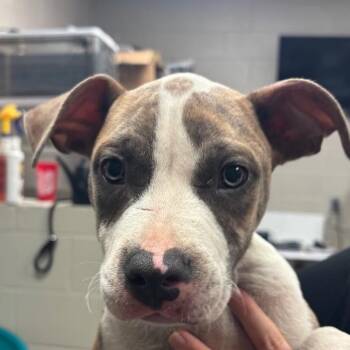 Shine -  Pit Bull Terrier Dog for Adoption in Hinesville, Georgia - Shine | PetCurious
