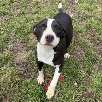 Mixed Breed Dogs Available for Adoption - Mia | PetCurious