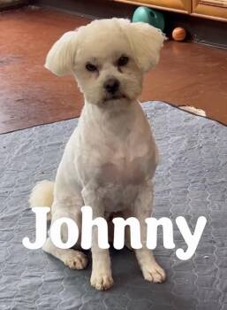 Poodle and Maltese Dogs Available for Adoption in San Diego, California - Johnny Rocket | PetCurious
