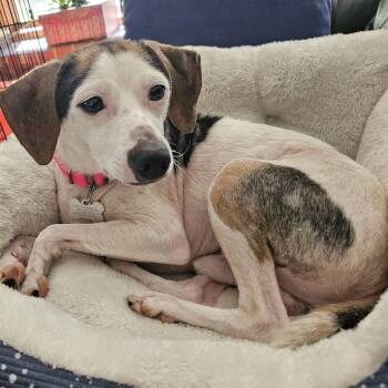 Mixed Breed Dogs Available for Adoption in State College, Pennsylvania - Tom Thumb | PetCurious