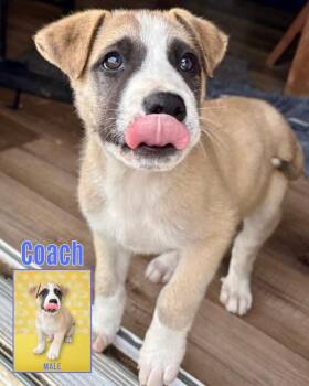 Great Pyrenees Dogs Available for Adoption in Columbus, Ohio - New Girl Litter-Coach | PetCurious