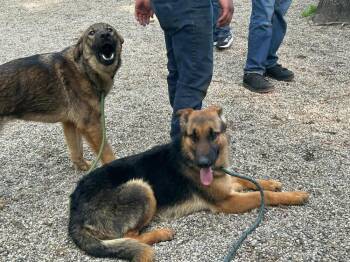 Beanz -  German Shepherd Dog Dog for Adoption in Muskegon, Michigan - Beanz | PetCurious