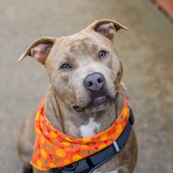 Rescue Pit Bull Terrier Dogs for Adoption in Hamilton Township, New Jersey - CASH | PetCurious