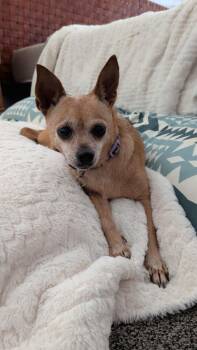 Apricot -  Chihuahua Dog for Adoption in Millcreek, Utah - Apricot | PetCurious