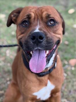 AUGUST -  Mastiff Dog for Adoption in Woodland, California - AUGUST | PetCurious
