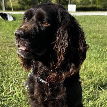 Gentleman Gus - a sweetheart in need of a fresh start -  Cocker Spaniel Dog for Adoption in Houston, Texas - Gentleman Gus - A Sweetheart In Need Of A Fresh Start | PetCurious