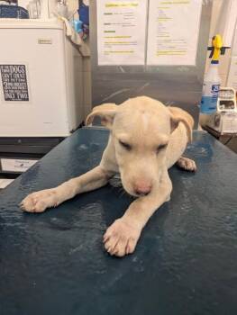 Yonah -  Yellow Labrador Retriever Dog for Adoption in Mobile, Alabama - Yonah | PetCurious