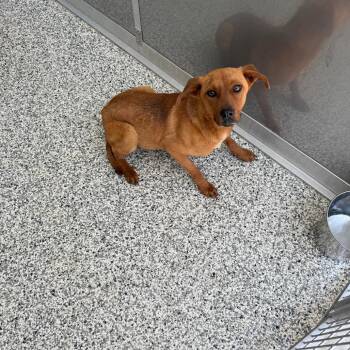 Mixed Breed Dogs Available for Adoption in Madisonville, Tennessee - Church | PetCurious