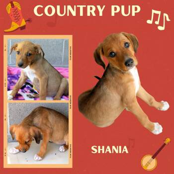 Shania (Puppy) -  Hound Dog for Adoption in Lindsay, California - Shania (Puppy) | PetCurious