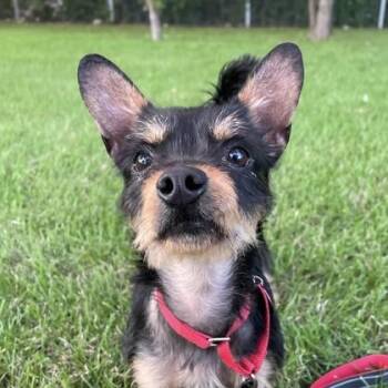 Maxim -  Yorkshire Terrier and Mixed Breed Dog for Adoption in Elk Grove Village, Illinois - Maxim | PetCurious