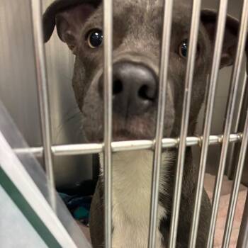 Pit Bull Terrier Dogs Available for Adoption in Philadelphia, Pennsylvania - Pippen | PetCurious
