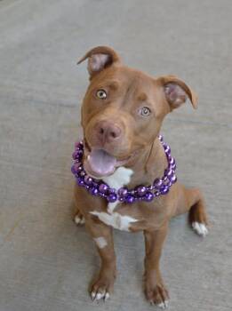 Espresso -  Pit Bull Terrier Dog for Adoption in Mckinney, Texas - Espresso | PetCurious
