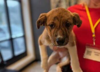 Mixed Breed Dogs Available for Adoption in West Chester, Pennsylvania - Bonnie | PetCurious