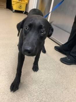 Rescue Shepherd and Mixed Breed Dogs for Adoption in Fort Worth, Texas - Bella | PetCurious