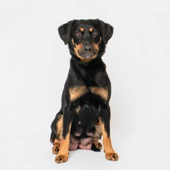 Mixed Breed Dogs Available for Adoption - Jewel | PetCurious