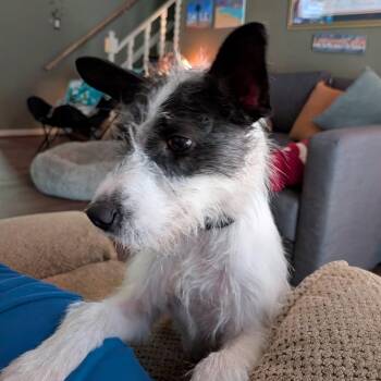 Miss Betty -  Terrier Dog for Adoption in Fredericksburg, Virginia - Miss Betty | PetCurious