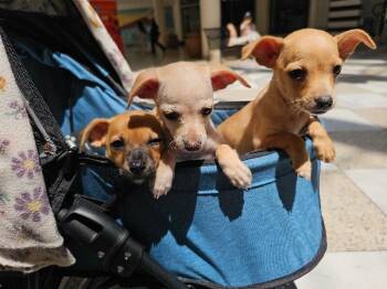 Bingo -  Chihuahua and Mixed Breed Dog for Adoption in Los Angeles, California - Bingo | PetCurious