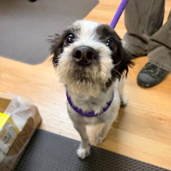 Patti Cake-AmmonStray -  Chihuahua Dog for Adoption in Idaho Falls, Idaho - Patti Cake-AmmonStray | PetCurious