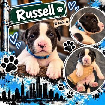Russell -  Mixed Breed Dog for Adoption in Pleasant Ridge, Michigan - Russell | PetCurious