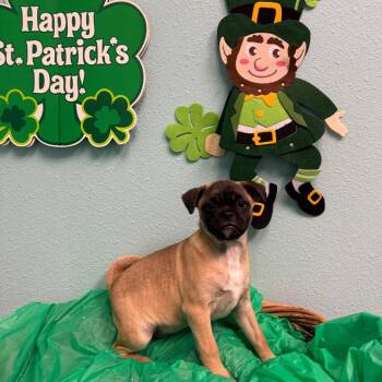 Pug Dogs Available for Adoption - Theodore | PetCurious