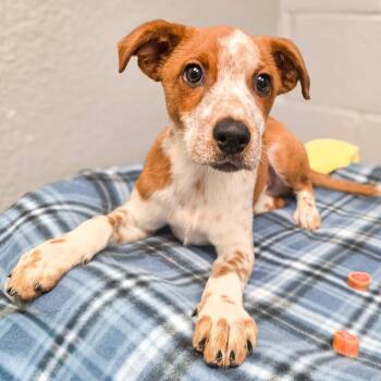 Donatello -  Australian Cattle Dog Blue Heeler Dog for Adoption in Gainesville, Texas - Donatello | PetCurious