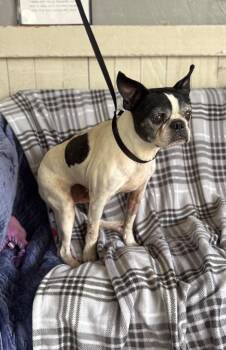 Hostin -  Boston Terrier Dog for Adoption in Fort Worth, Texas - Hostin | PetCurious