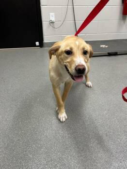 Labrador Retriever Dogs Available for Adoption in Chattanooga, Tennessee - Louise | PetCurious