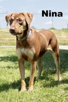 Nina -  Mixed Breed Dog for Adoption in Macomb, Illinois - Nina | PetCurious