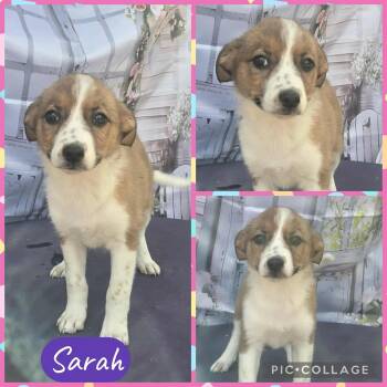 Rescue Border Collie Dogs for Adoption in Tylertown, Mississippi - Sarah | PetCurious
