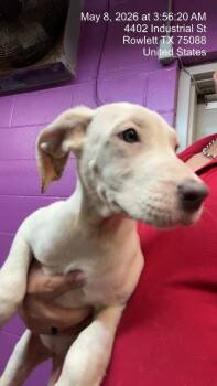 Dogo Argentino and Border Collie Dogs Available for Adoption in Rowlett, Texas - Dianna Ross | PetCurious
