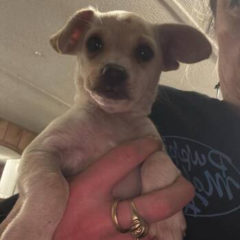 Tomato -  Chihuahua and Pomeranian Dog for Adoption in Tacoma, Washington - Tomato | PetCurious