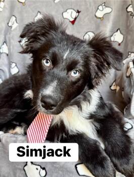 Border Collie Dogs Available for Adoption in Lexington, Kentucky - Slimjack  | PetCurious