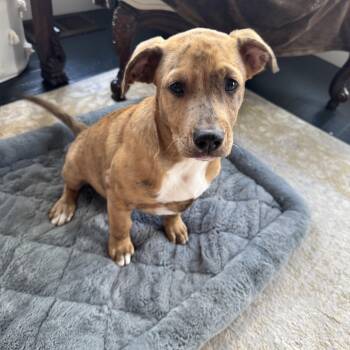 Brownie -  Catahoula Leopard Dog and Terrier Dog for Adoption in Alexandria, Louisiana - Brownie | PetCurious