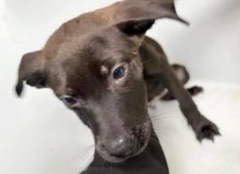 Labrador Retriever and Mixed Breed Dogs Available for Adoption in Houston, Texas - A654733 | PetCurious