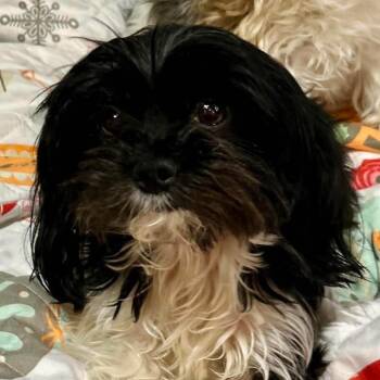 Axel Rose -  Maltese and Yorkshire Terrier Dog Available for Adoption in Loves Park, Illinois - Axel Rose | PetCurious