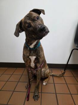 Plott Hound and Mixed Breed Dogs Available for Adoption - Milton | PetCurious