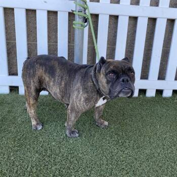 OLIVE -  Staffordshire Bull Terrier and Mixed Breed Dog for Adoption in Modesto, California - OLIVE | PetCurious