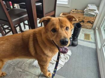 Husky and Chow Chow Dogs Available for Adoption in London, Ontario - Axel | PetCurious