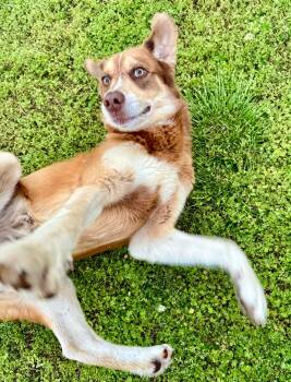 Australian Shepherd Dogs Available for Adoption in Welling, Oklahoma - Gus | PetCurious