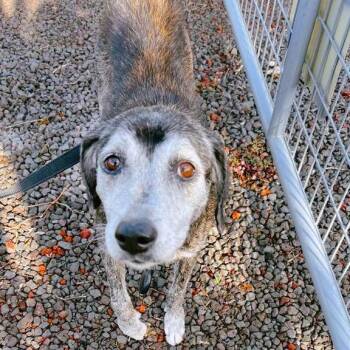 Mixed Breed Dogs Available for Adoption in Volcano, Hawaii - Queenie | PetCurious