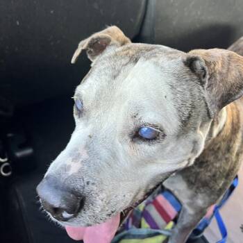 Mixed Breed Dogs Available for Adoption in Hobe Sound, Florida - Ray (Celtic) | PetCurious